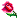 Rose @};-