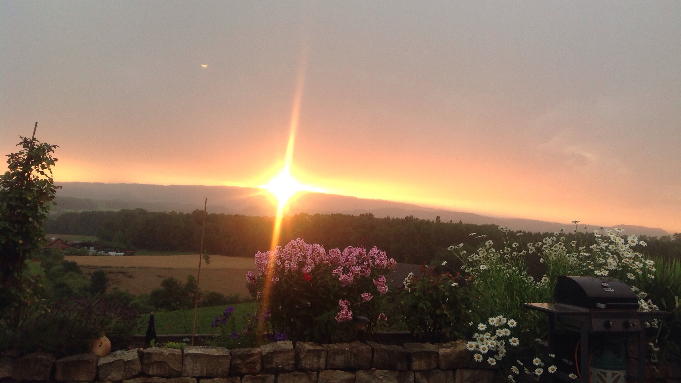 La vostra giornata sia rosea come questa foto