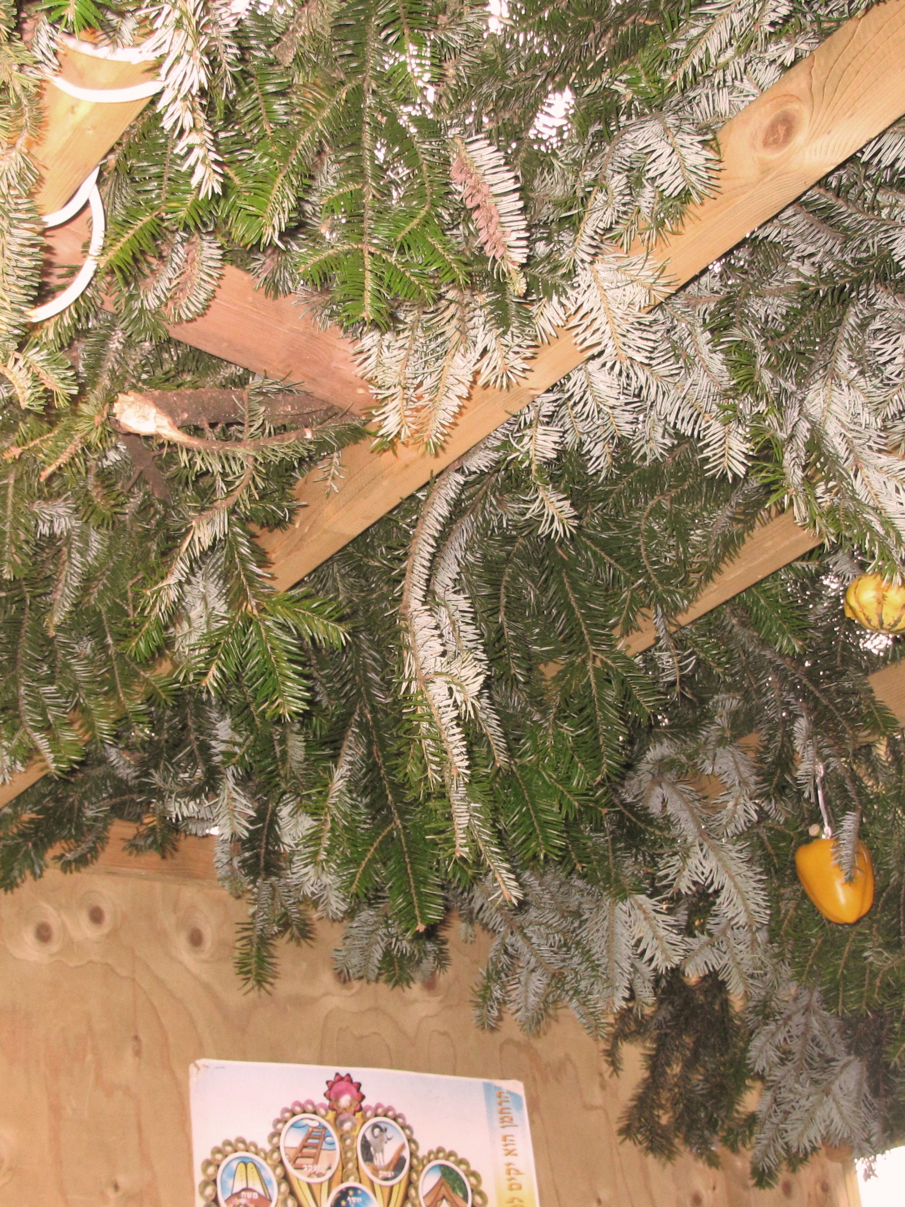 succot 002.JPG