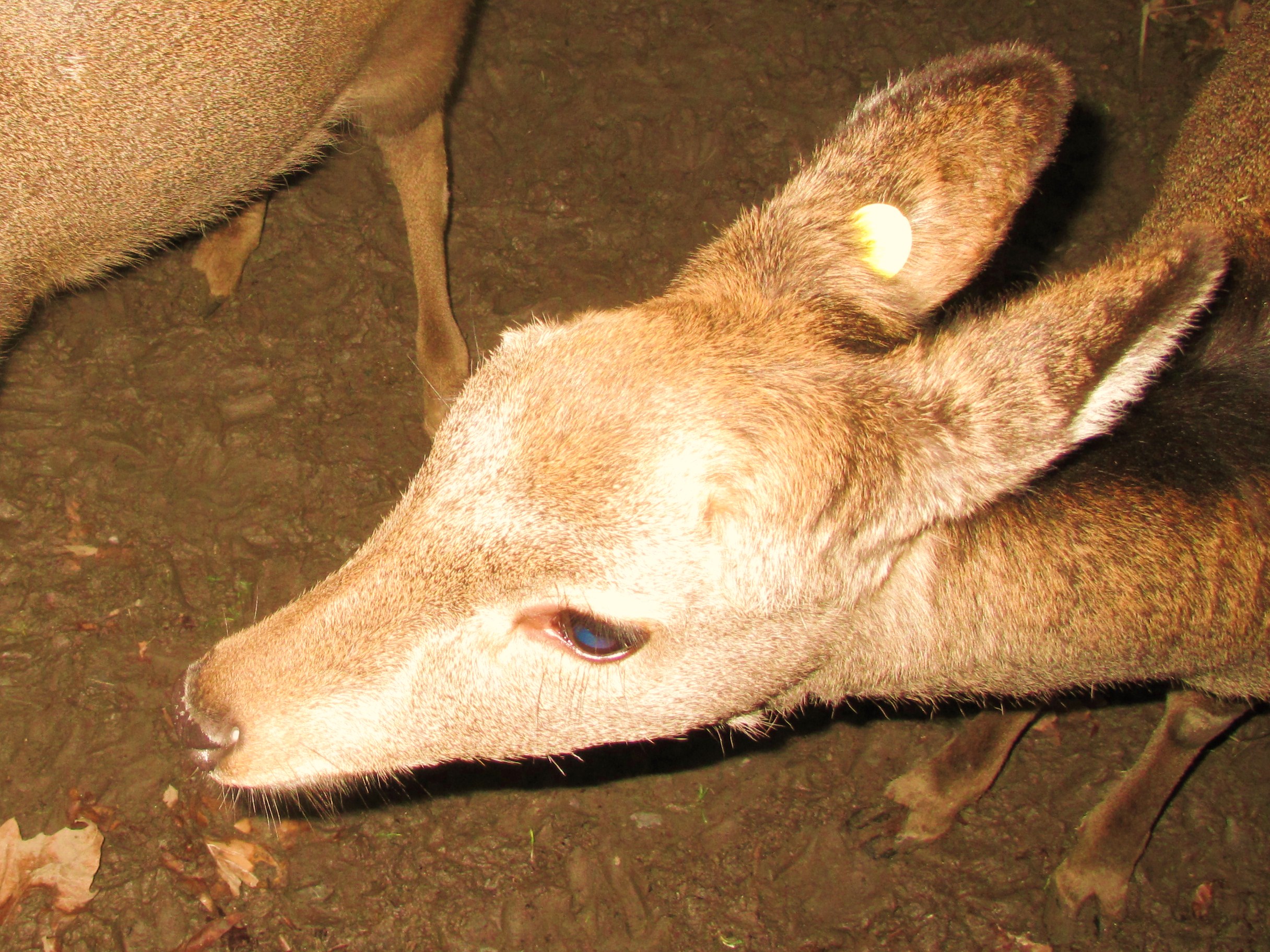 le tenebre sul lago 024.JPG